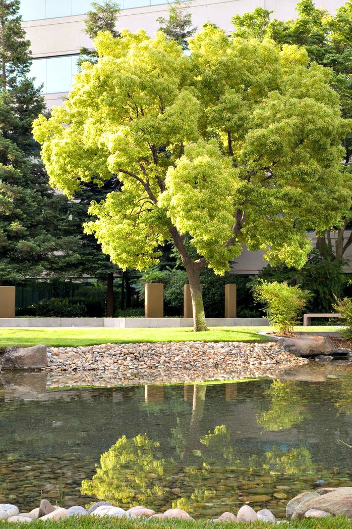 When should I remove a Tree from my landscape?